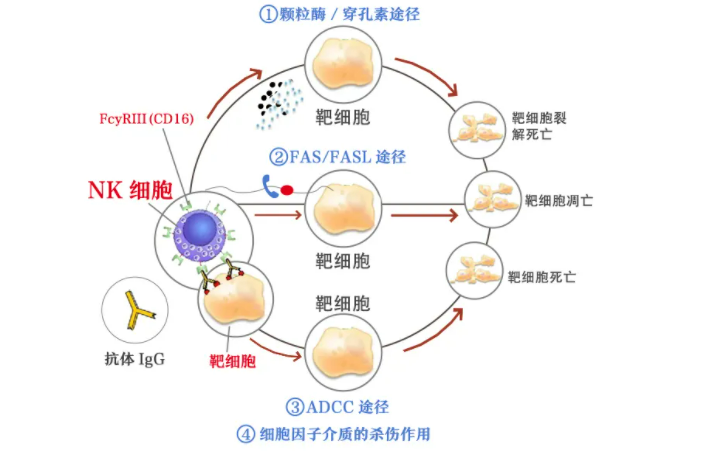 应对新冠病毒，NK细胞帮你度过难关