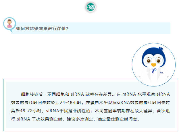 如何对转染效果进行评价？细胞转染后，不同细胞和 siRNA 效率存在差异。在 mRNA 水平观察 siRNA 效果的最佳时间是转染后24-48小时，在蛋白水平观察siRNA效果的最佳时间是转染后48-72小时。siRNA干扰是非线性的，不同基因半衰期存在较大差异，首次进行 siRNA 干扰效果测定时，建议多点测定，确定最佳测定时间点。